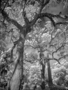 Bonaventure Cemetery Trees IR 2 1074